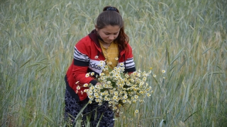 Manisa’da kadınların papatya mesaisi sürüyor