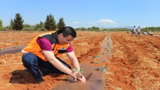 Antalya’da belediyenin tarlaya dönüştürdüğü alanda karpuz, kavun yetiştirilecek