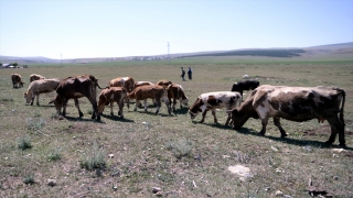 Ardahan Ziraat Odası Başkanı Latifşah Sural’dan ”kuraklık” açıklaması