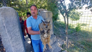 Bahçe tellerine takılan yaralı puhu tedavi altına alındı