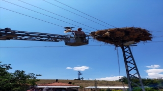 Çankırı’da elektrik tellerine takılan leylek yavrusu kurtarıldı