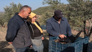 Hatay’da zeytin hasadı işçileri AA’nın ”Yılın Fotoğrafları” oylamasına katıldı