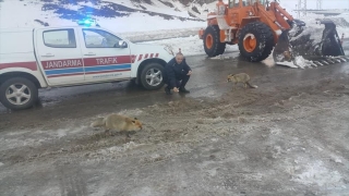 Giresun’da jandarma trafik ekipleri yol kenarında karşılaştıkları aç tilkileri besledi