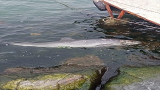 Kocaeli’de ölü yunus kıyıya vurdu