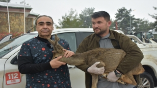 Gaziantep’te köpeklerin saldırısı sonucu yaralanan karaca tedaviye alındı