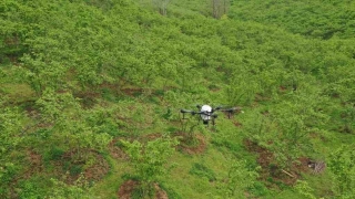 Ordu’da fındık bahçeleri insansız hava araçları ile ilaçlanacak