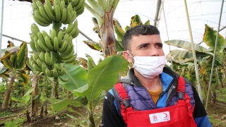 Türk Kızılay Genel Başkanı Kerem Kınık, Hatay’da hasada katıldı: