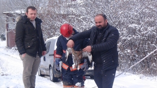 Sakarya’da dere yatağına düşen yaralı atmaca kurtarıldı