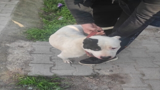 Hatay’da evinde 5 yasaklı ırk köpek bulunan kişiye 74 bin 910 lira ceza