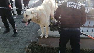 Erzincan’da demir parmaklıklara sıkışan köpek kurtarıldı