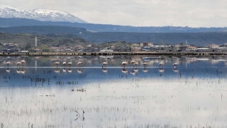 Flamingolar Kayseri’ye gelmeye başladı