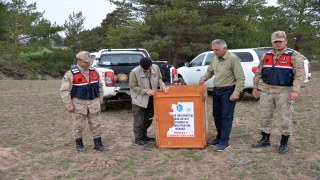 Kars’ta tedavisi tamamlanan kara akbaba doğaya salındı 