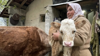 Sinop’ta su basan ahırdaki hayvanlar duvar kırılarak kurtarıldı