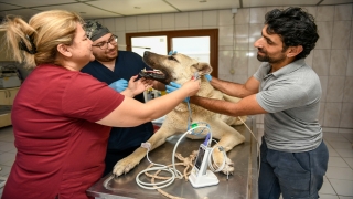 Antalya’da kamyonetin arkasına bağlanıp sürüklenen köpek koruma altına alındı