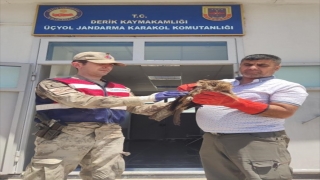 Mardin’de jandarmanın arazide bulduğu yaralı şahin tedavi edilecek