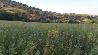 Manisa’da yasa dışı ekilen 160 bin kök haşhaş ele geçirildi