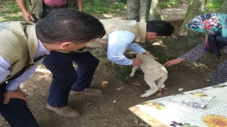 Yalova’da yaban hayvanlarının saldırdığı 12 koyun ve 5 kuzu telef oldu