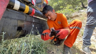 Kahramanmaraş’ta dumandan etkilenen kedi yavrularına Orman Bölge Müdürlüğü ekipleri müdahale etti