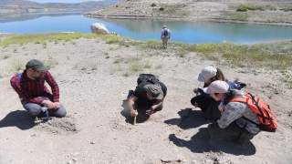 Kayseri’deki 7,5 milyon yıllık fosilleri yabancı paleoantropologlar inceledi