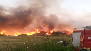 Antalya’da zeytinlik ve sazlık alanda yangın çıktı