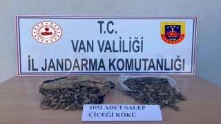 Van’da salep soğanı toplayan 4 kişiye 438 bin 372 lira ceza uygulandı