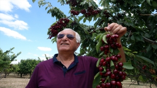 Hasadın sürdüğü Tokat’tan yurt dışına 500 ton kiraz gönderildi