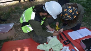 Sinop’ta leylek yavruları haklarında detaylı bilgi edinebilmek için halkalandı