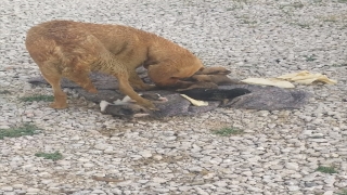 Muğla’da yağmur suyu kanalında mahsur kalan köpek ve 6 yavrusu kurtarıldı