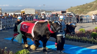 İstanbul’da ”en güzel” büyükbaş kurbanlıklar yarıştı