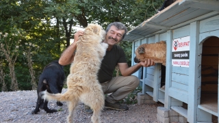 Sosyal medya aracılığıyla buluşan hayvanseverler sahipsiz canlar için yuva yapıyor