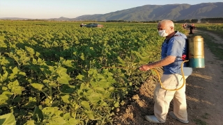 Kütahya’da çayır tırtılı ile mücadele başladı