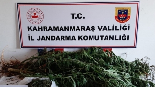 Kahramanmaraş’ta bahçesinde Hint keneviri yetiştiren şüpheli yakalandı