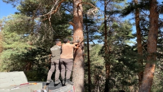 Kars’ta ormanlar yapay zeka fotokapanlarla korunuyor