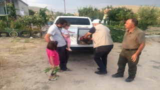 Kayseri’de yaralı bulunan şahin tedaviye alındı