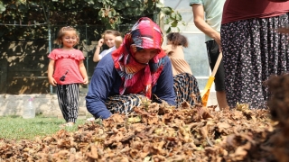 Sakarya’da mevsimlik tarım işçilerinin zorlu fındık mesaisi sürüyor