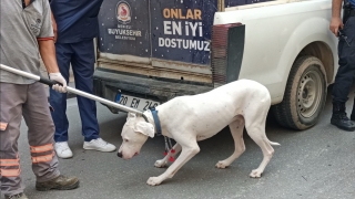 Denizli’de kovalamacayla durdurulan şüphelinin otomobilindeki köpeğin ısırdığı polis yaralandı