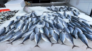 Karadeniz’de deniz suyu sıcaklığı balık avcılığını olumsuz etkiledi