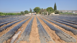 Mersin’de öğrenciler atıl durumdaki okul bahçesinde çilek yetiştirecek