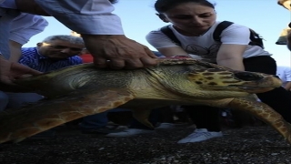 Uydudan izlenen ”Lara” isimli caretta caretta Kıbrıs’a ulaştı