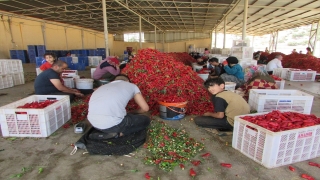 Gaziantep’te binlerce işçi biber temizleyerek aile bütçesine katkı sağlıyor