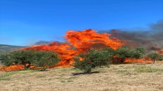 Tekirdağ’da çıkan yangında 50 dönüm zeytinlik alan zarar gördü