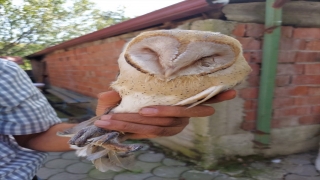 Sakarya’da bulunan yaralı peçeli baykuş tedaviye alındı