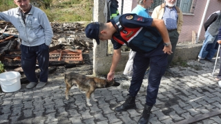 Yangında 5 yavrusunu kaybeden köpek yanan evin enkazından ayrılmıyor