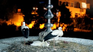 Beykoz'un 'Yaren' leylekleri 10 yıldır aynı caminin kubbesinde yavruluyor