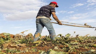 Deprem bölgedeki göç tarımsal üretimi de etkileyecek