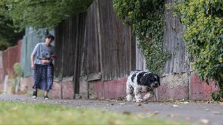 İngiltere başıboş köpek sorunu çözdü