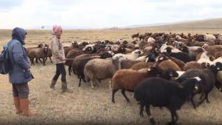 Hayvancılığa hobi olarak başladı sürü sahibi oldu